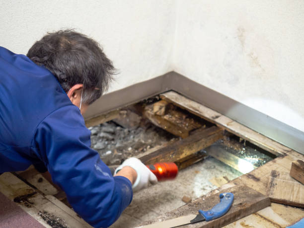 Best Crawl Space Mold Removal  in Wind Gap, PA