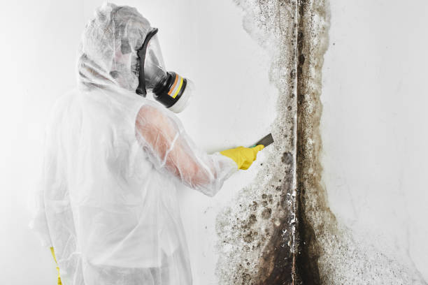 Best Emergency Mold Removal  in Wind Gap, PA