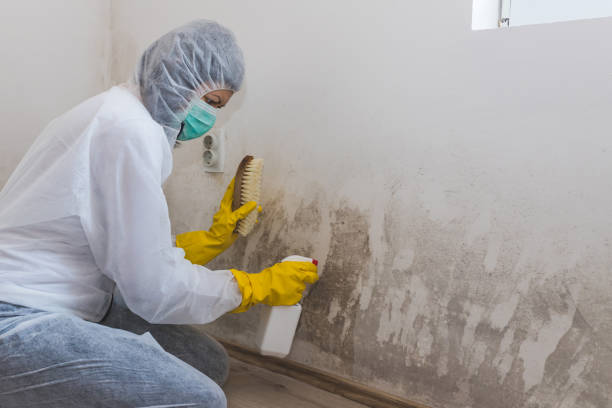 Mold Removal Process in Wind Gap, PA