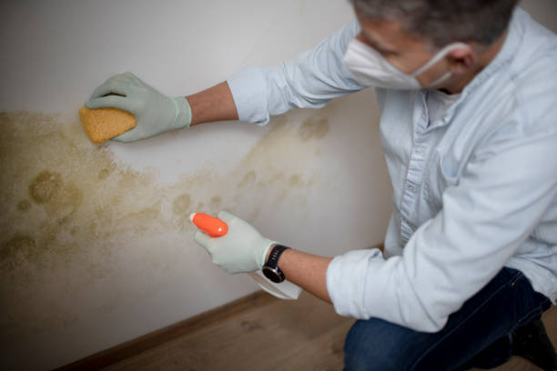 Best Office Mold Removal Services  in Wind Gap, PA