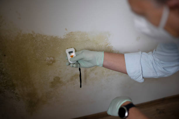 Best Certified Mold Removal  in Wind Gap, PA