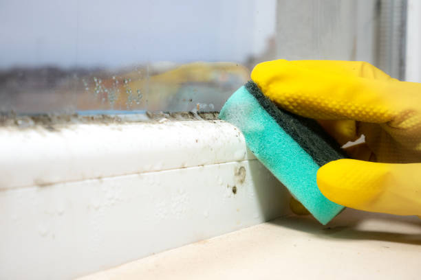 Best Mold Removal Process  in Wind Gap, PA