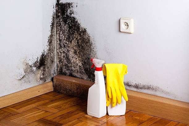 Best Black Mold Removal  in Wind Gap, PA